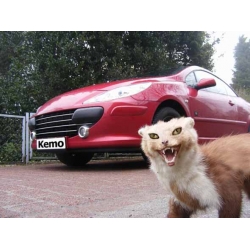 #samochodowy #odstraszacz #szczurów #kun #łasic #tchórzy #rosomaków, #samochodowe #odstraszacze #na #szczury #kuny #łasice #tchórze #rosomaki