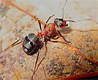 odstraszacz mrówek